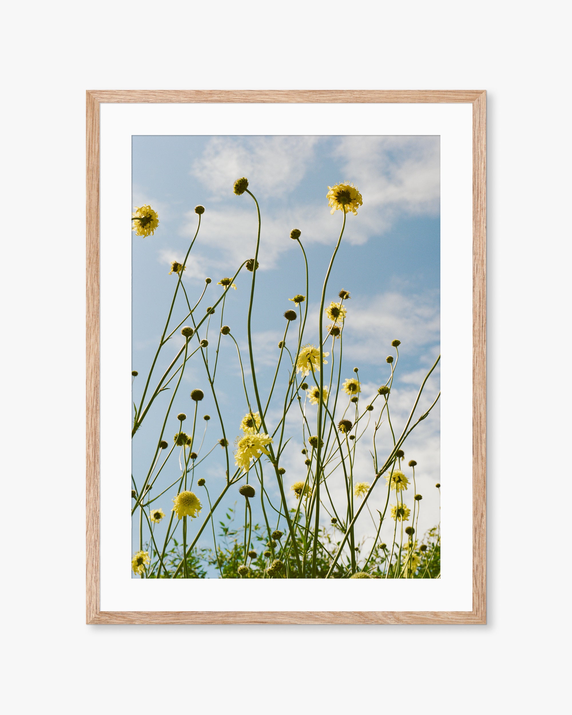 English Flower Stems Print