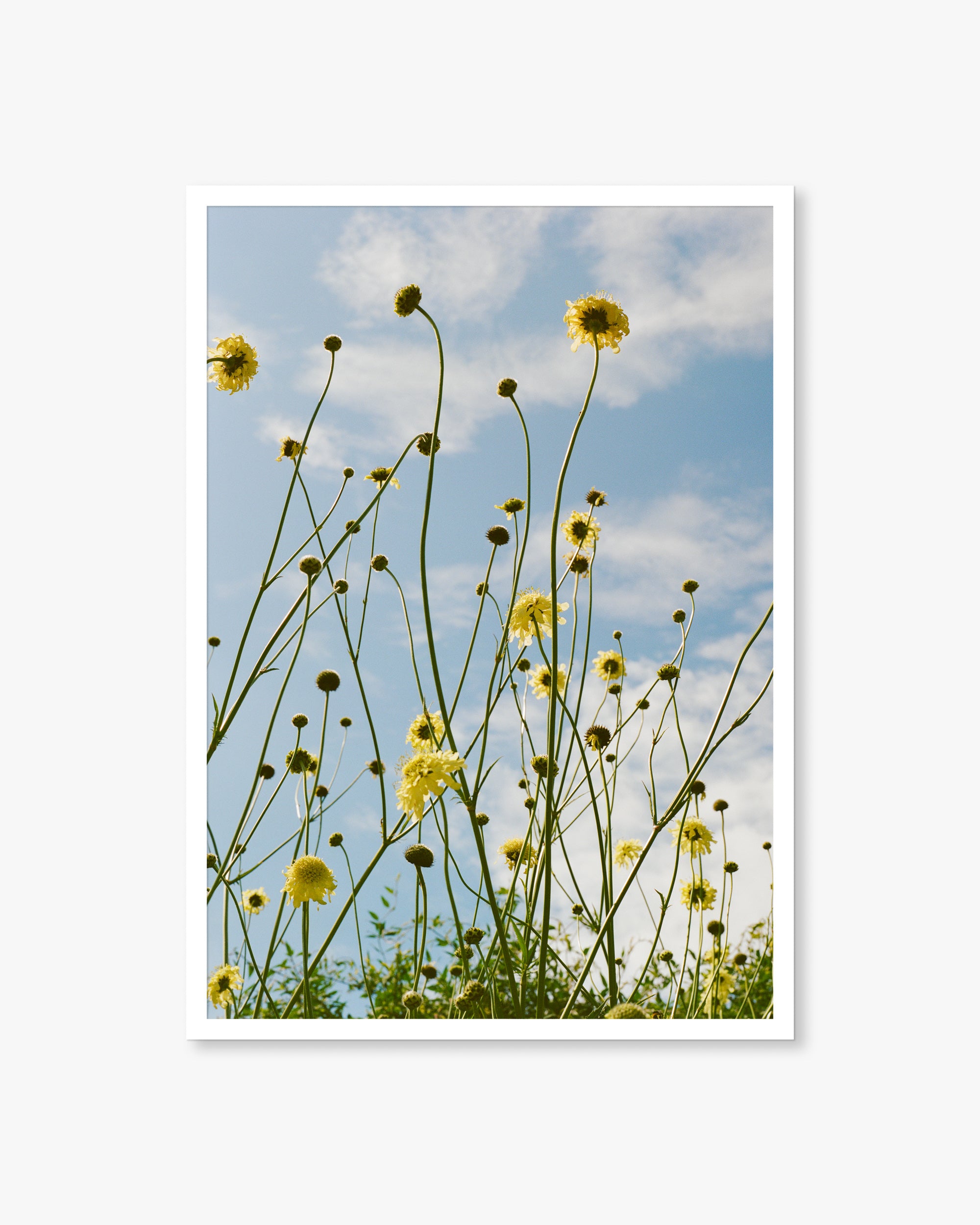 English Flower Stems Print