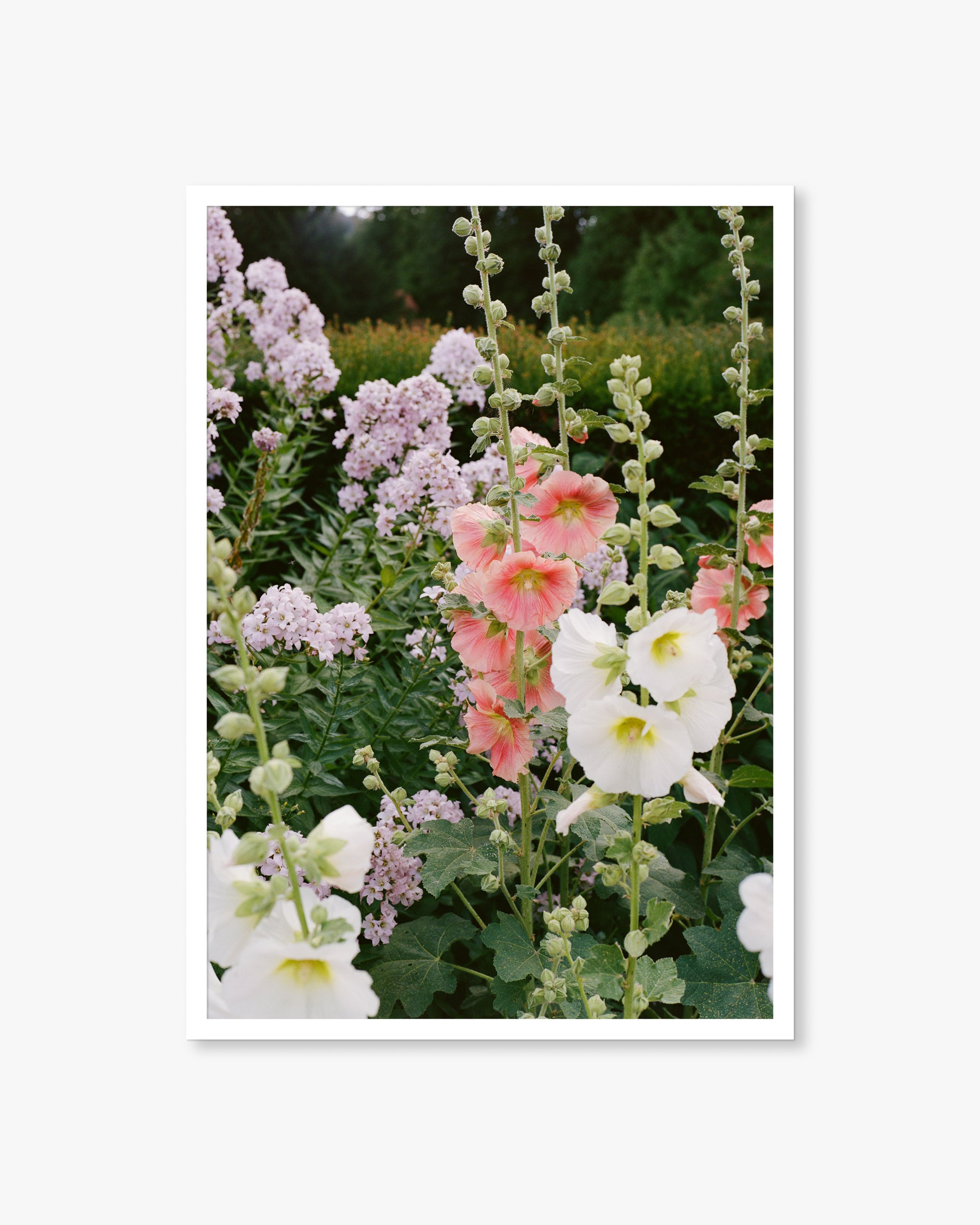 English Garden Flowers Print