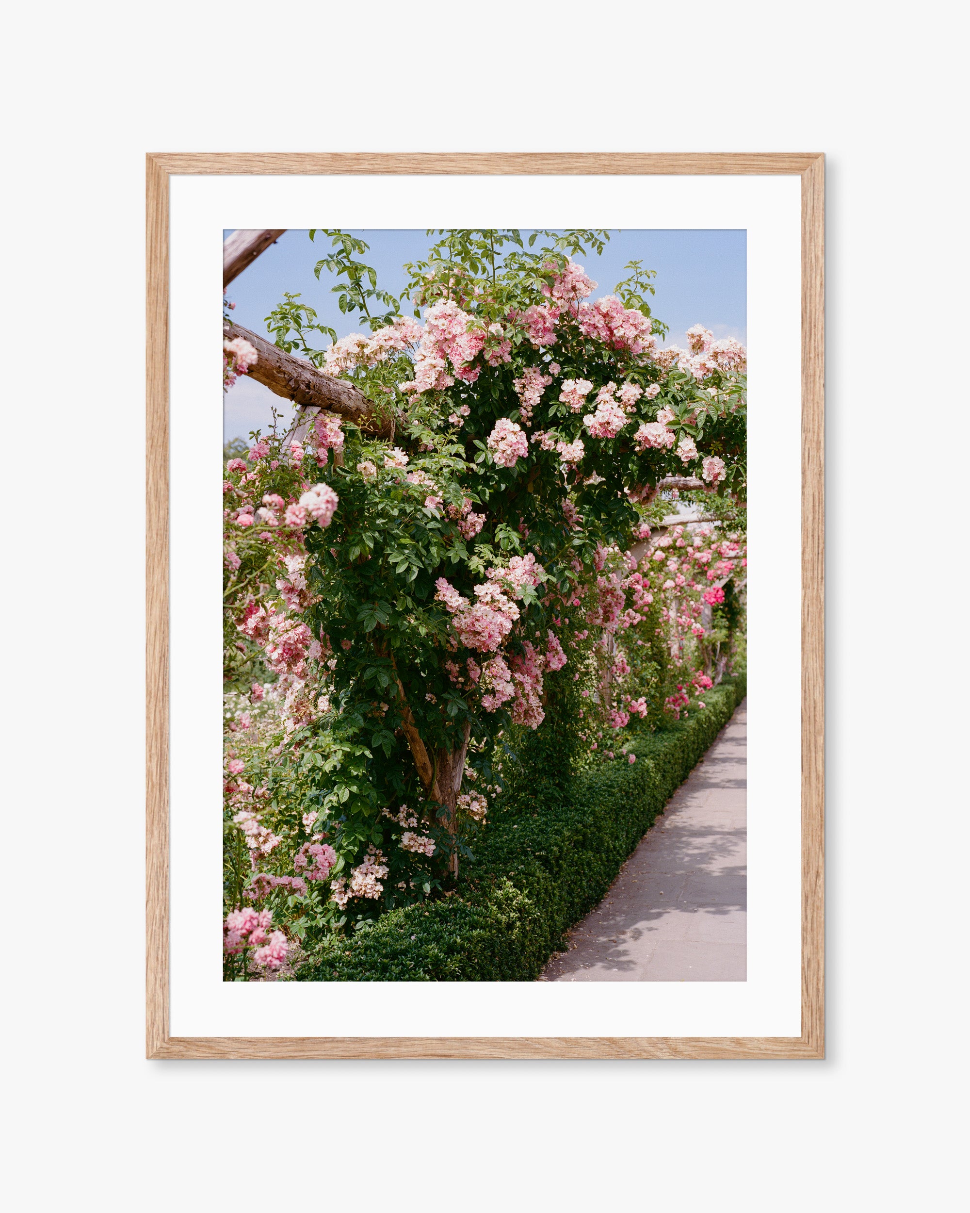 English Rose Garden 01 Print