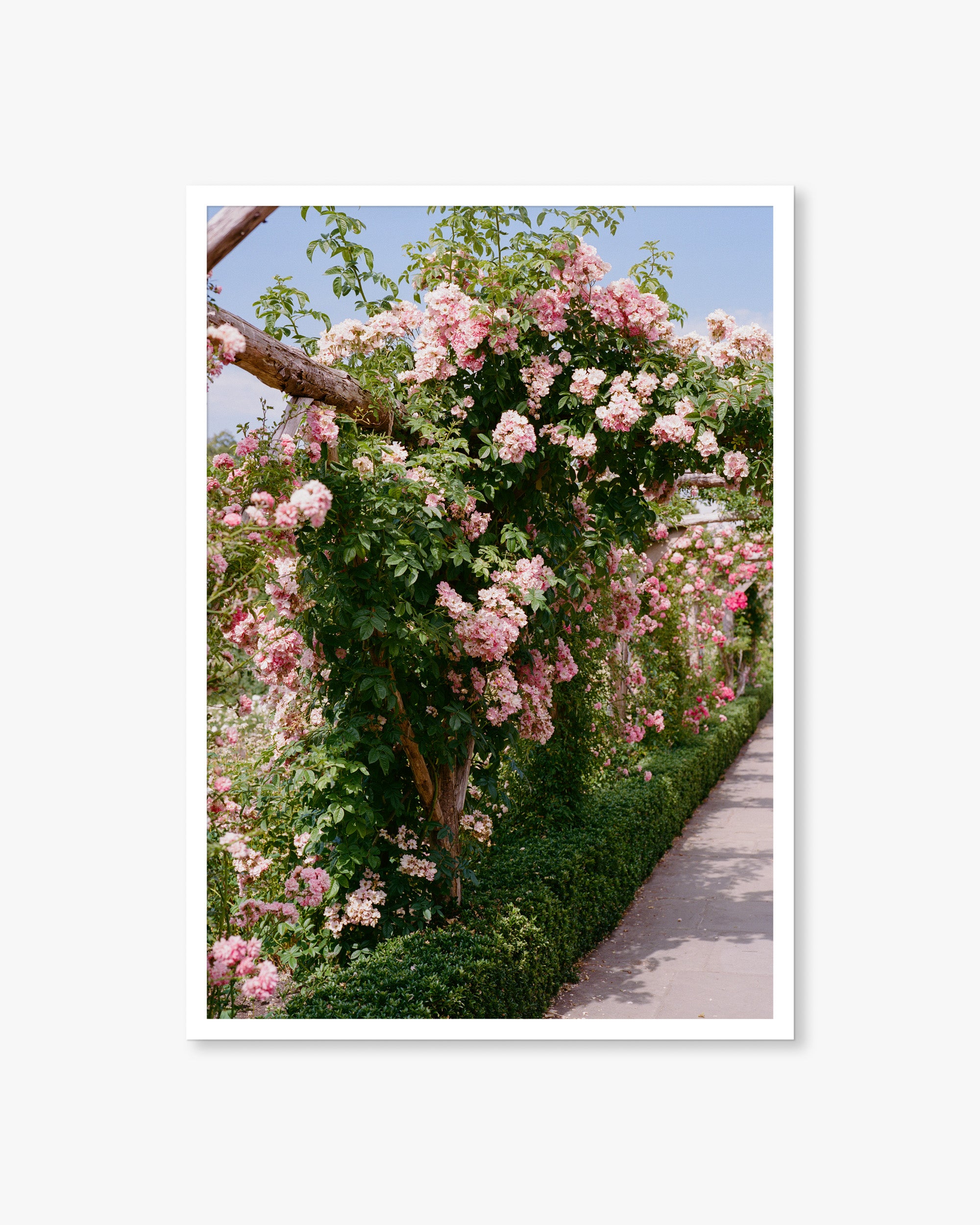 English Rose Garden 01 Print