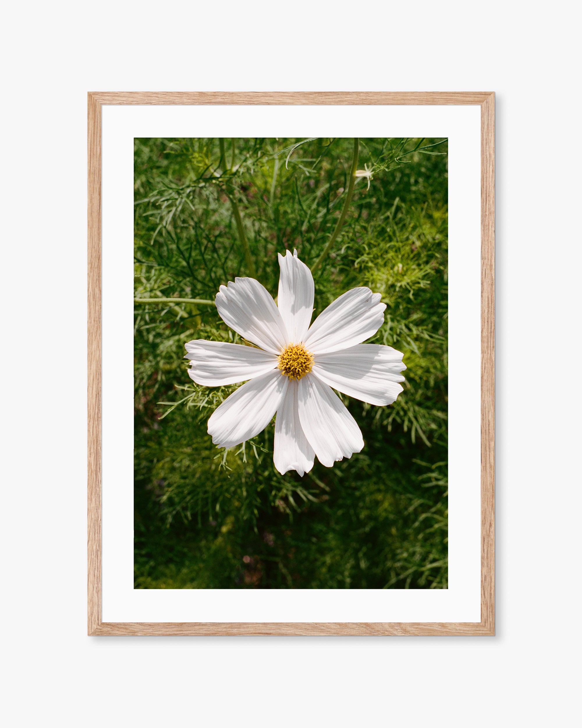 English White Flower 01 Print