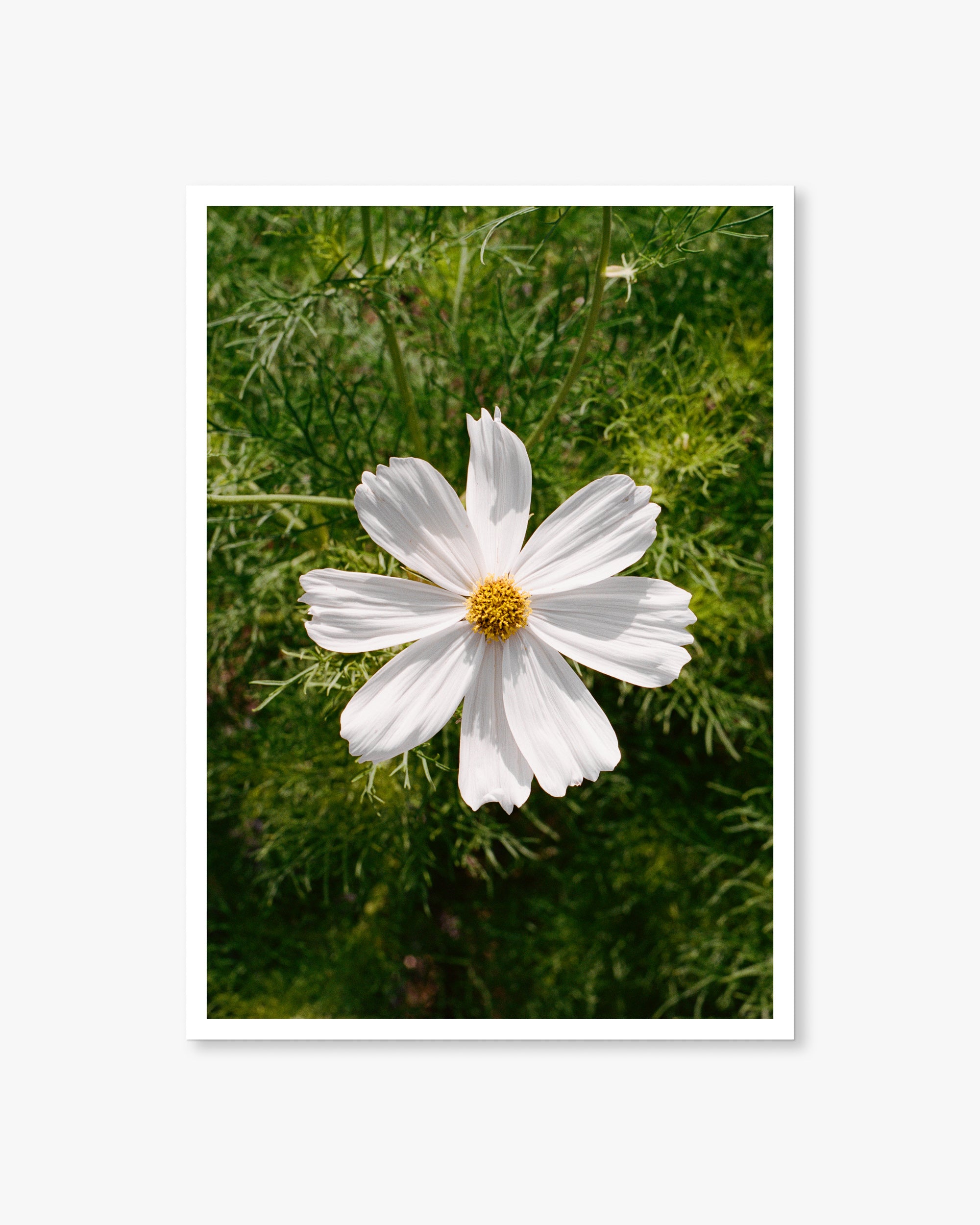 English White Flower 01 Print