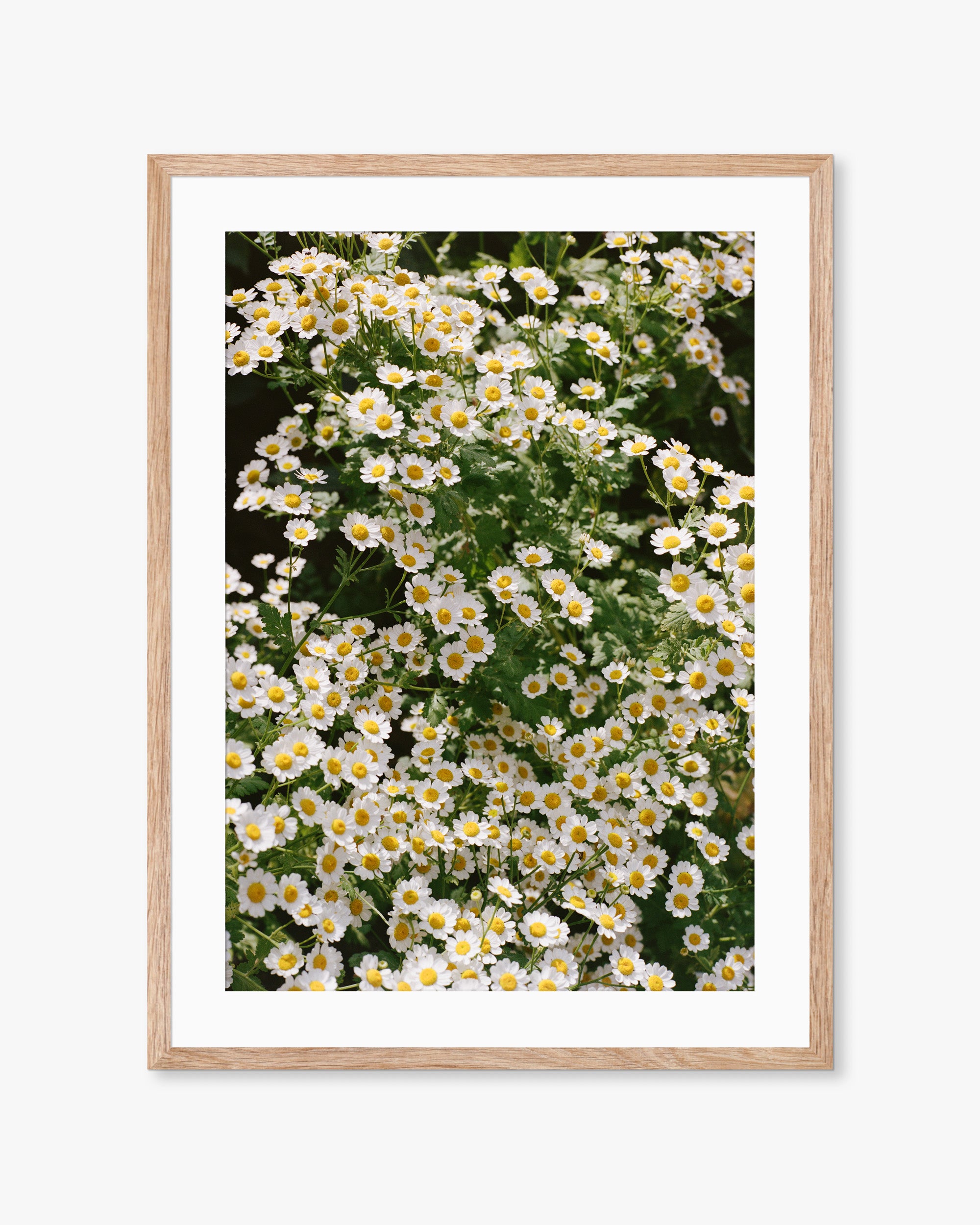 English White Flowers 02 Print