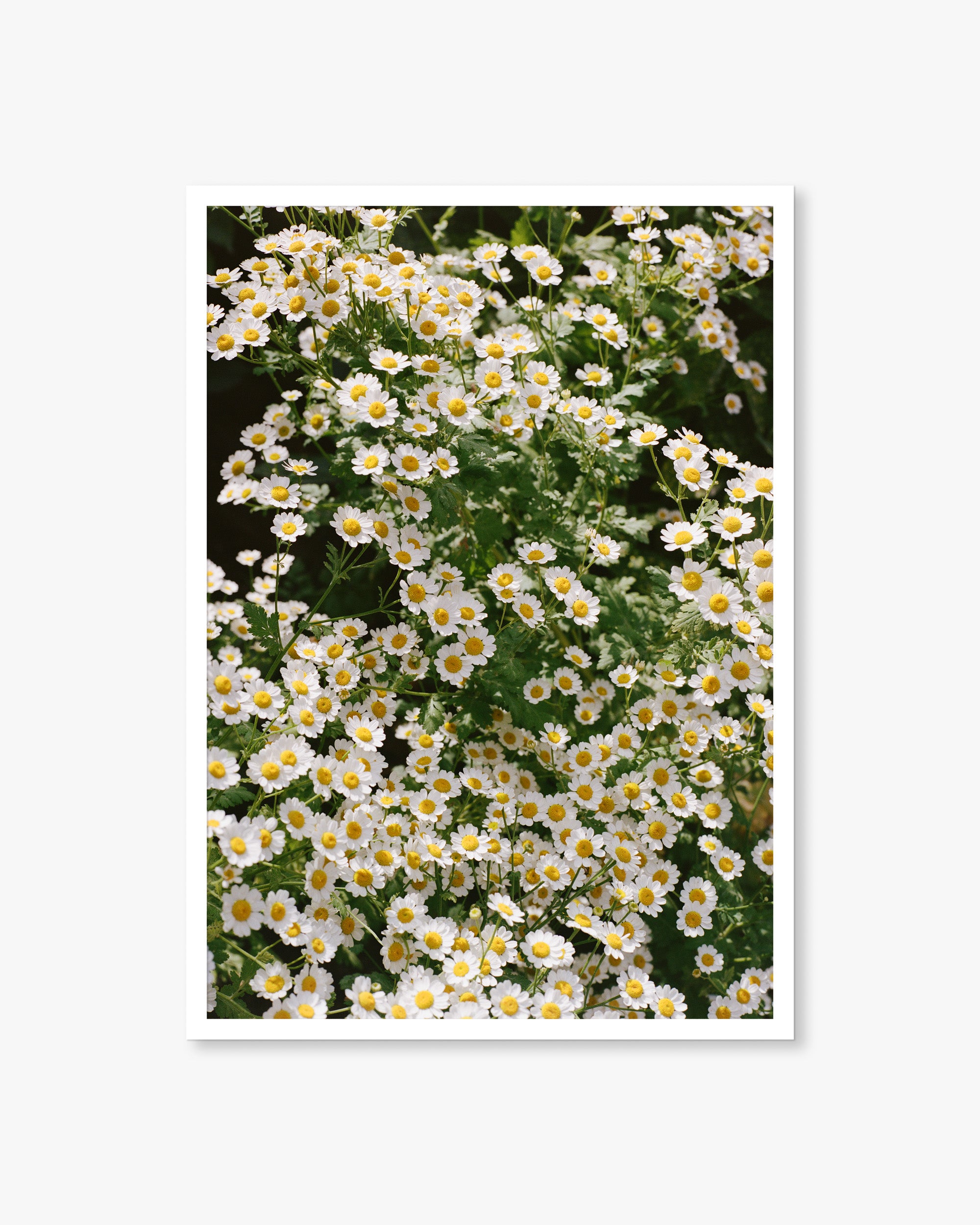 English White Flowers 02 Print