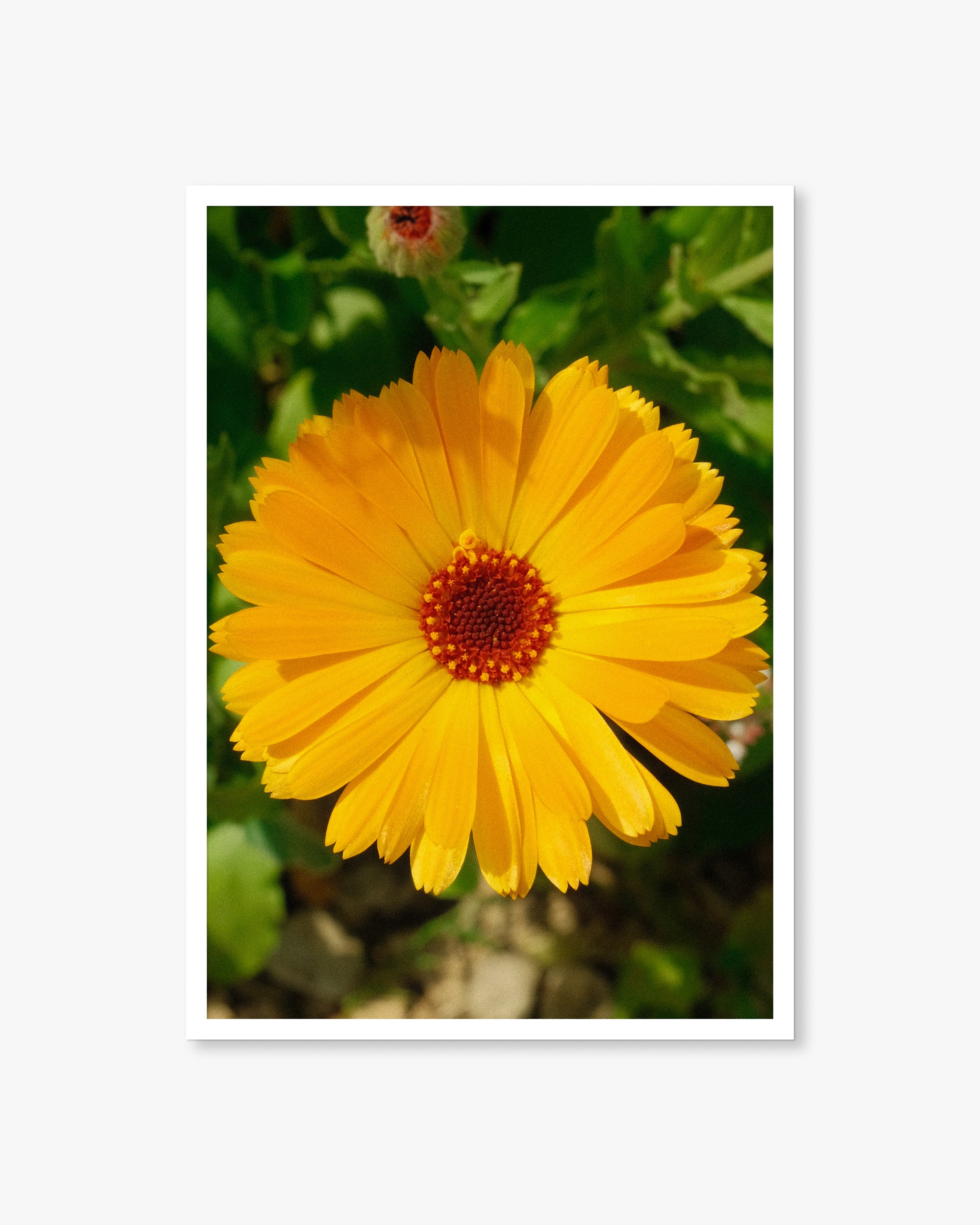 English Yellow Flower Print