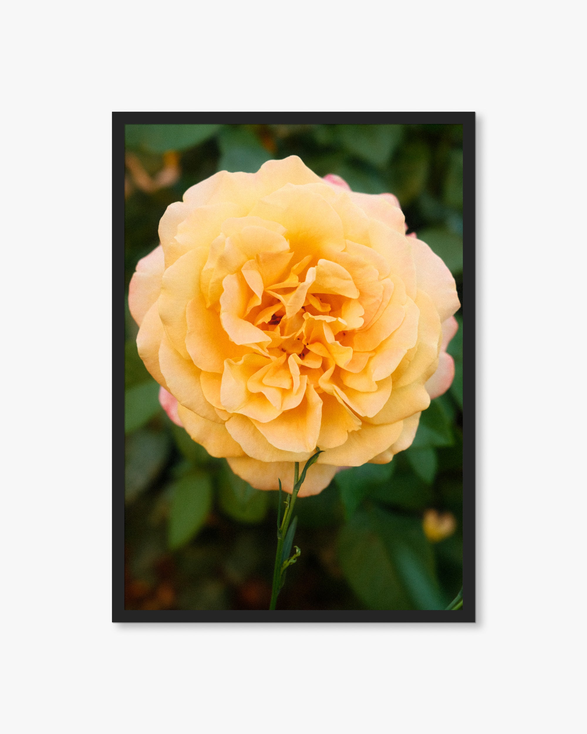 Mallorca Orange Flower Print