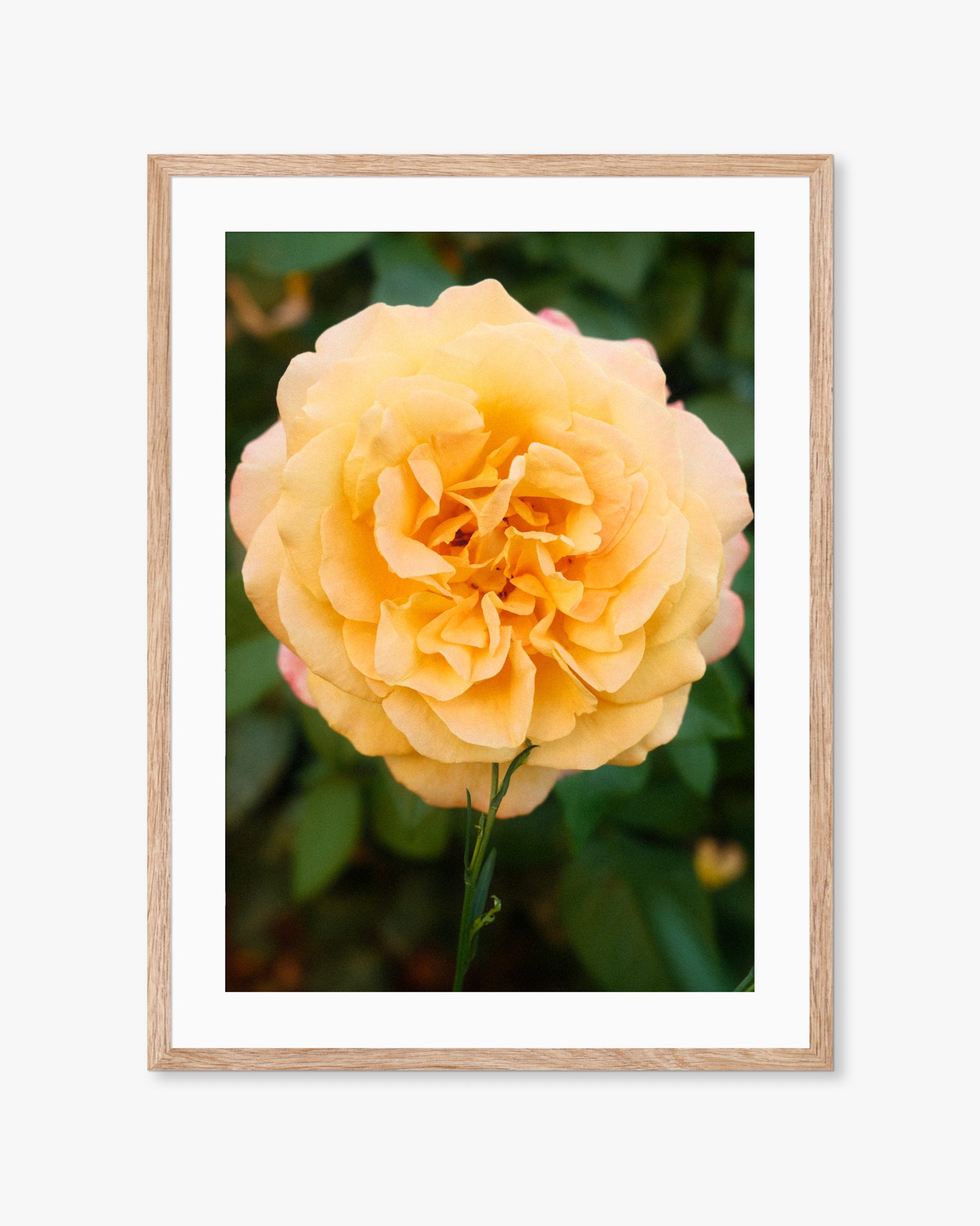 Mallorca Orange Flower Print