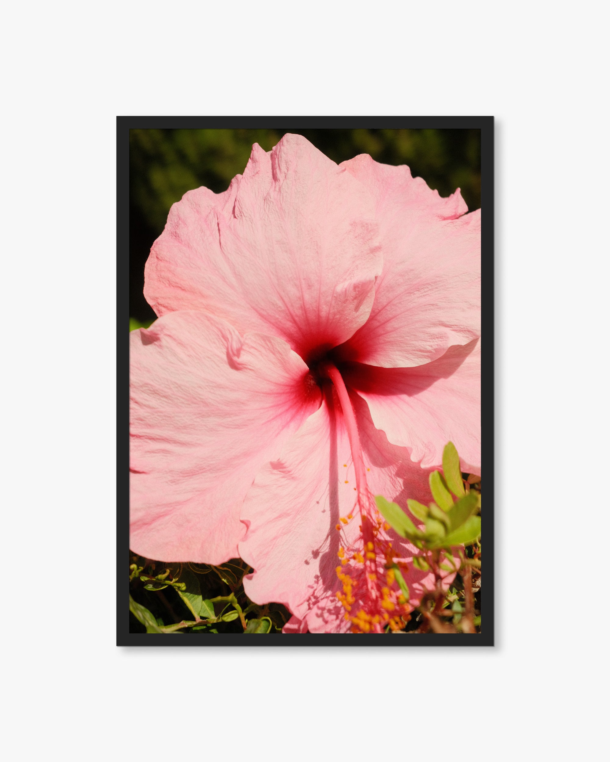 Mallorca Pink Flower Print