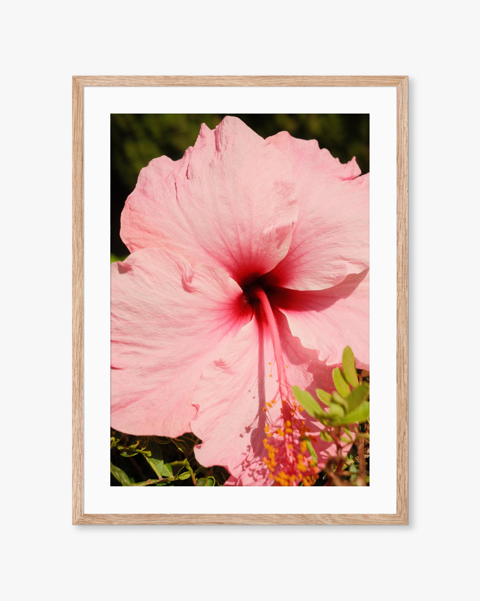 Mallorca Pink Flower Print