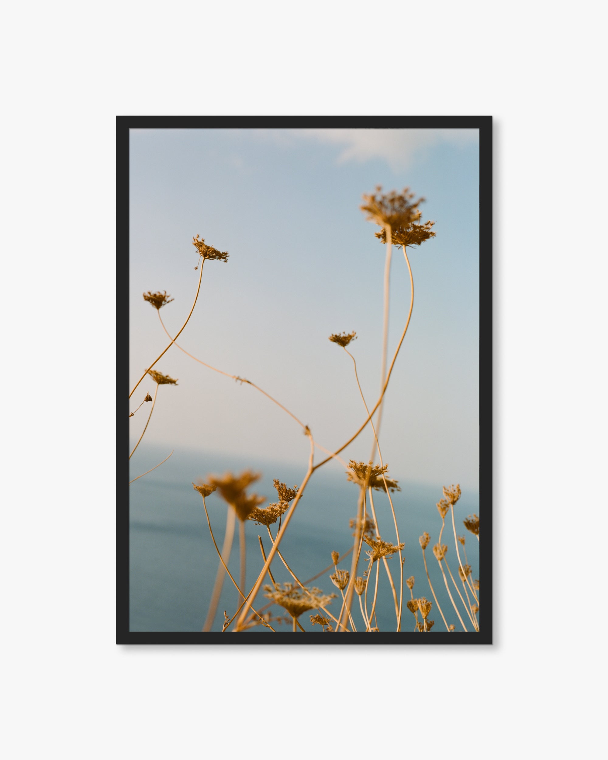 Mallorca Sea Plants Print