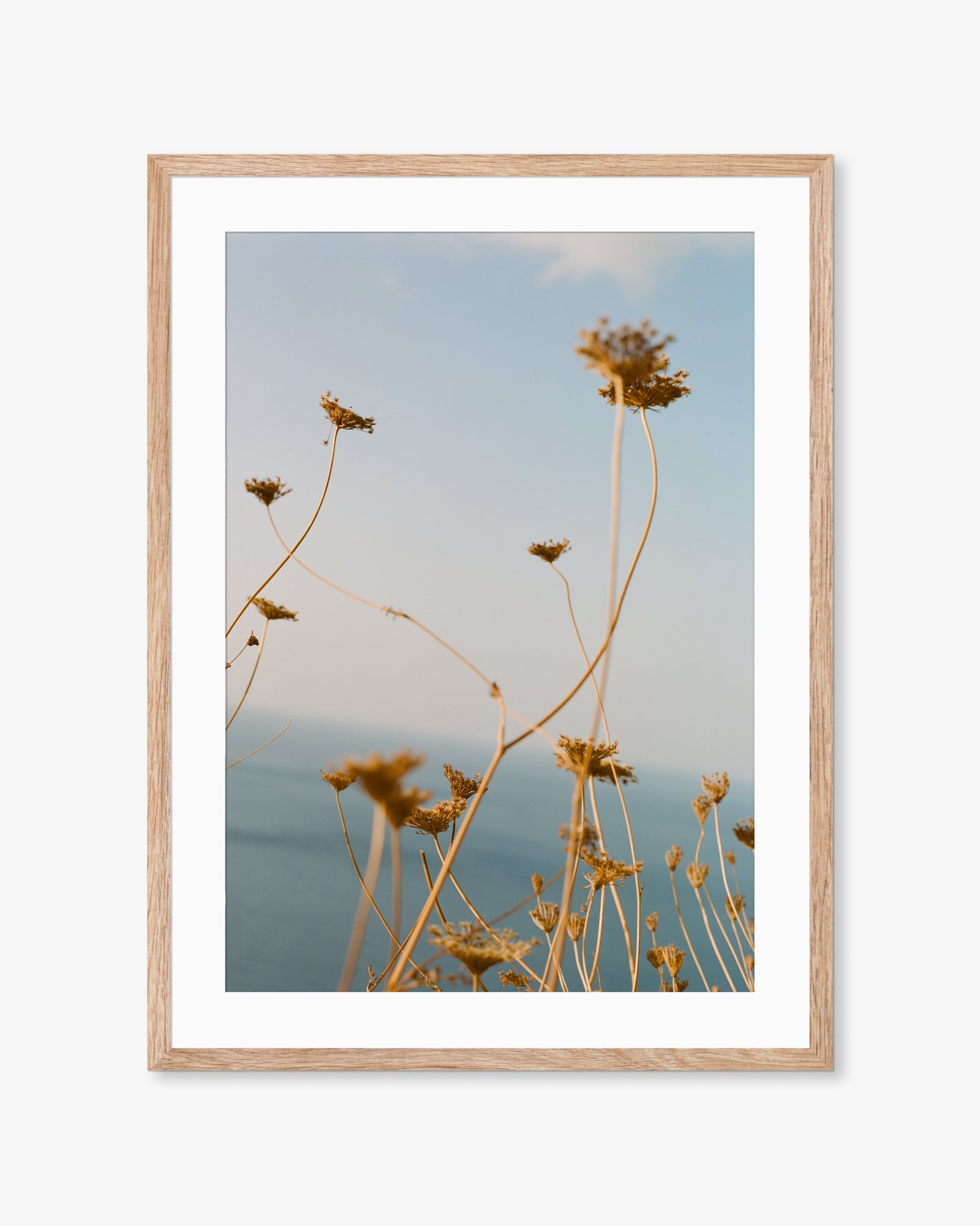 Mallorca Sea Plants Print