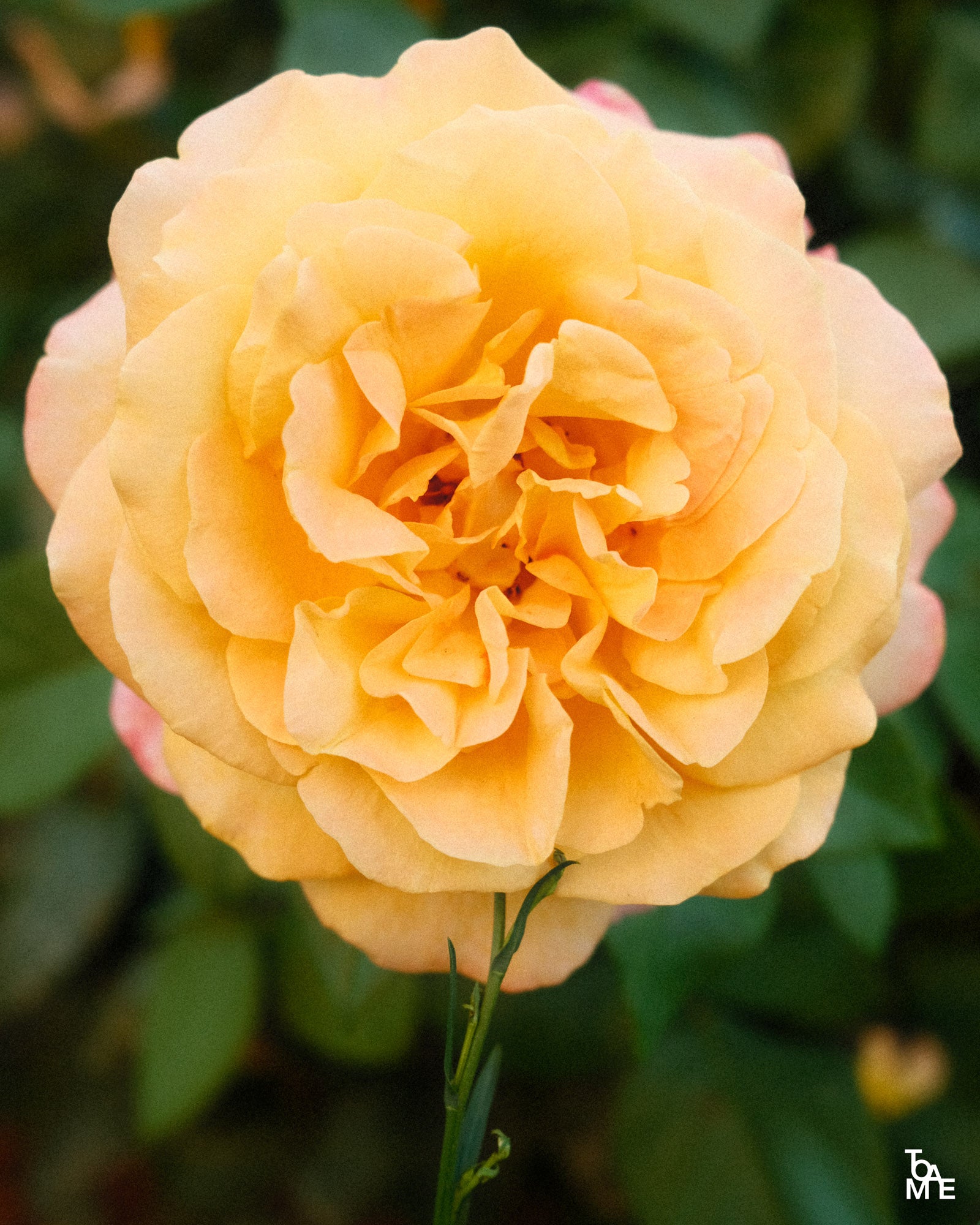 Orange Flower Mallorca Print