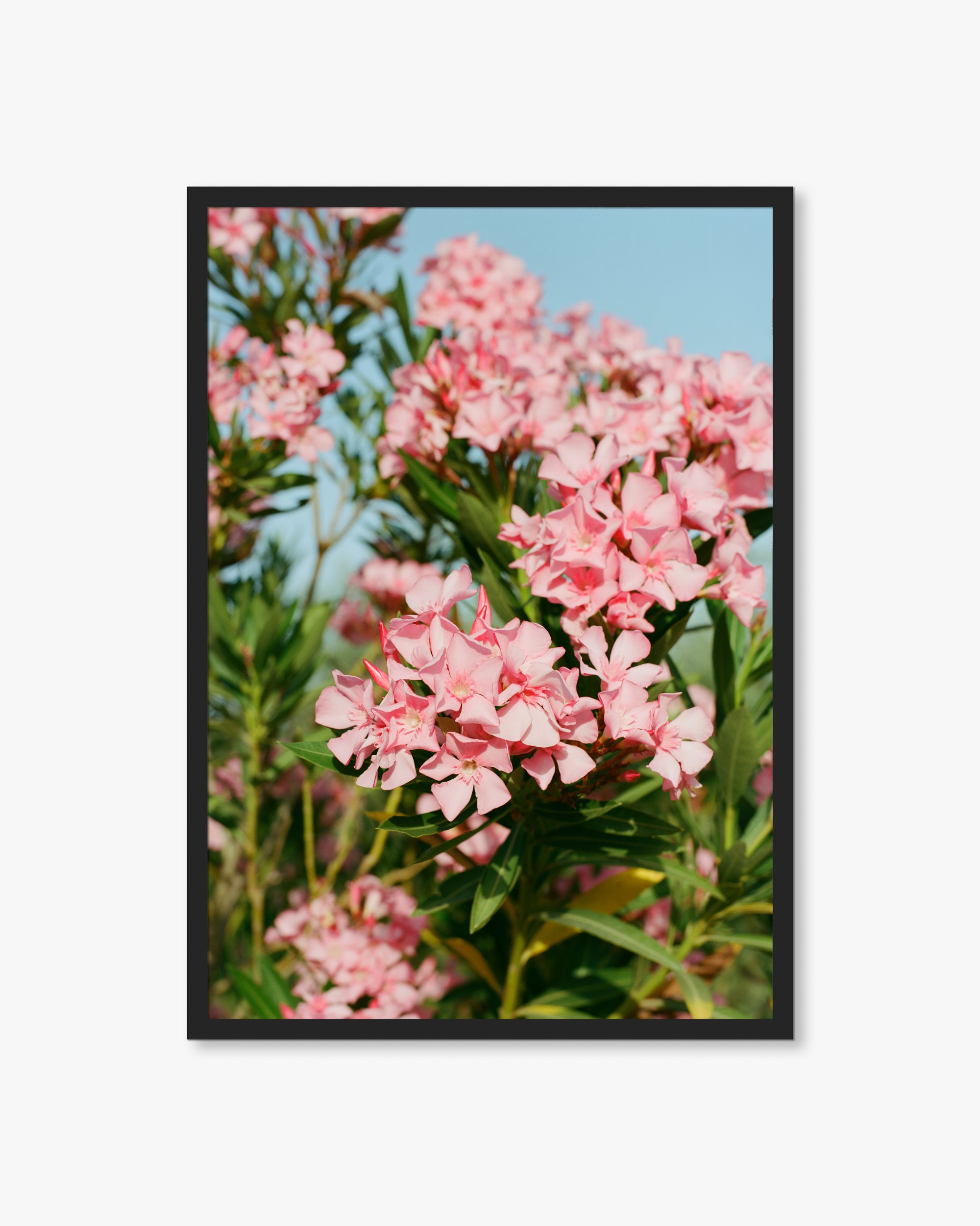 Puglia Pink Flowers Print