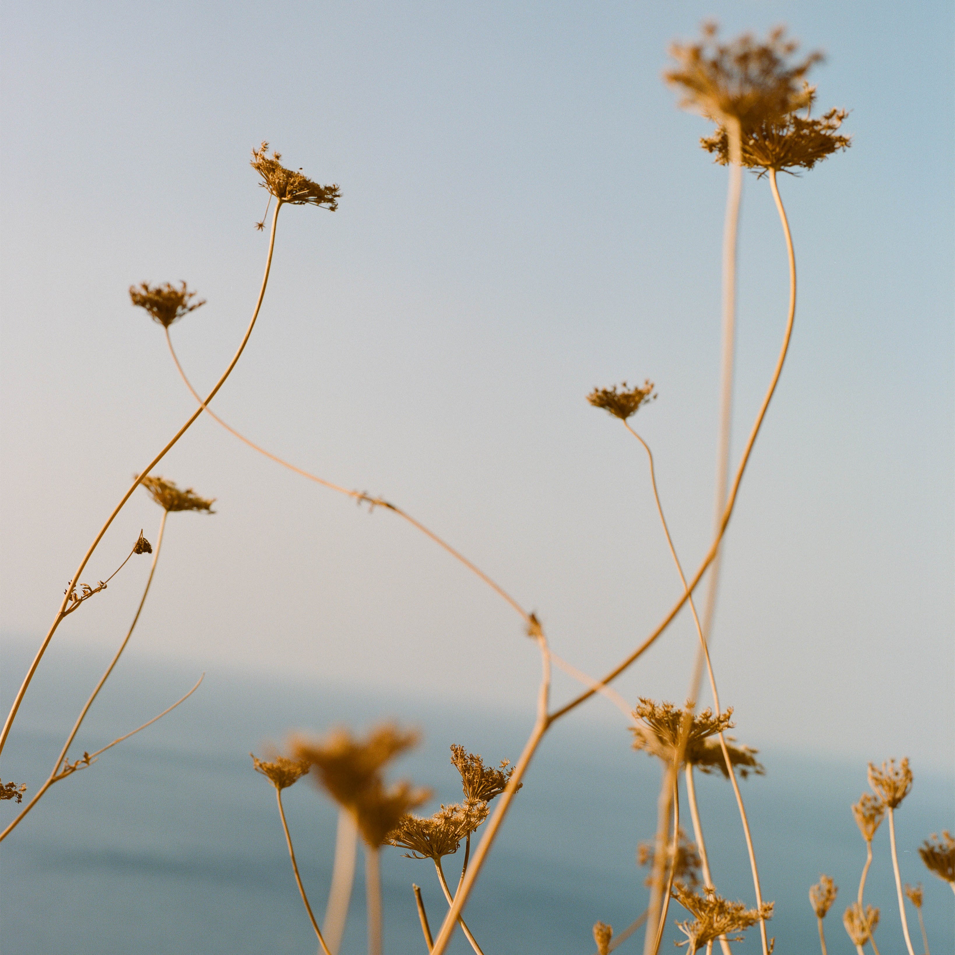 Dried plants against a blue sky and ocean