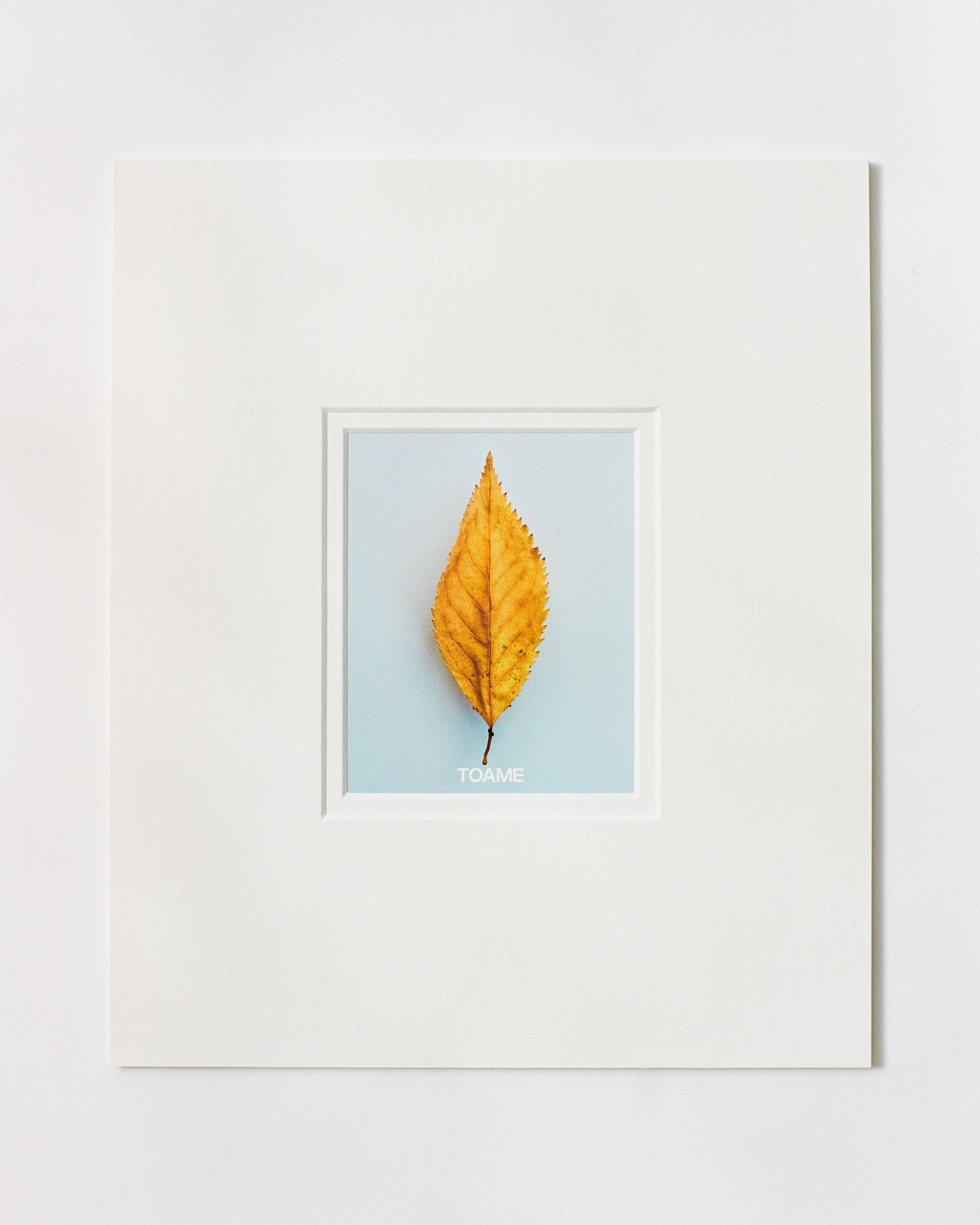 Autumn Leaf Mounted Print