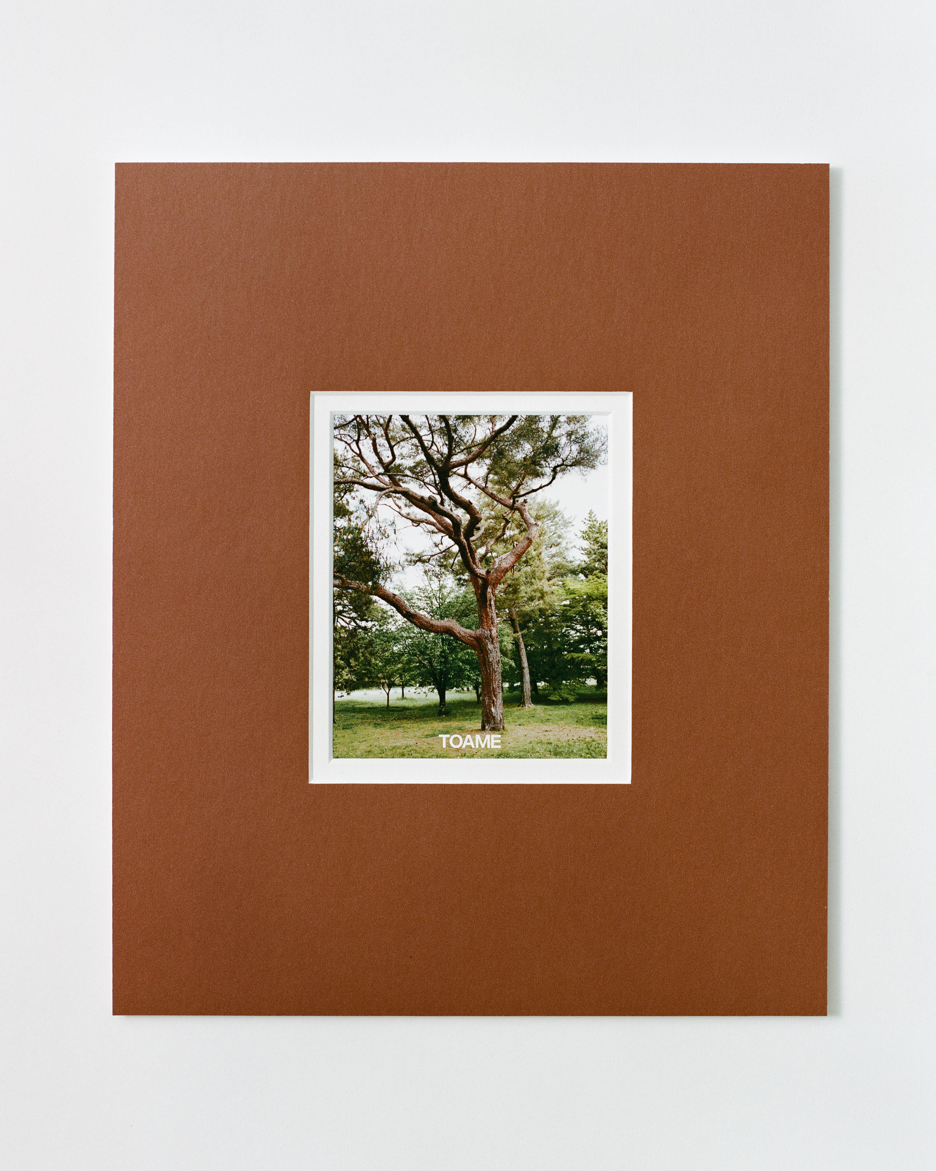 Tree in Kyoto Mounted Print