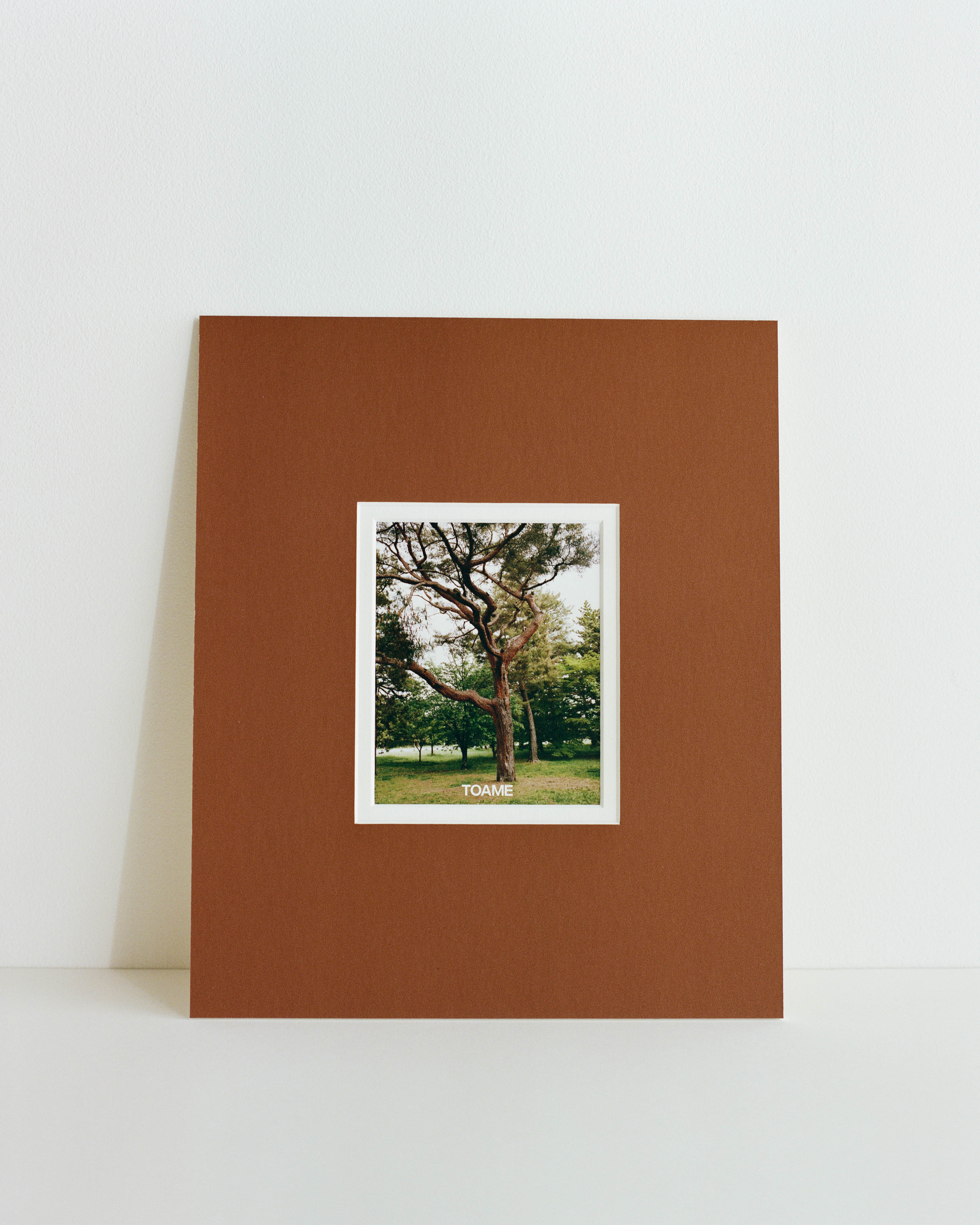 Tree in Kyoto Mounted Print
